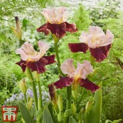Iris Premium Collection 9 Iris Premium Collection -Bloom Haven Herbaceous Perennials Deals Store cran1