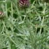 CYNARA Cardunculus