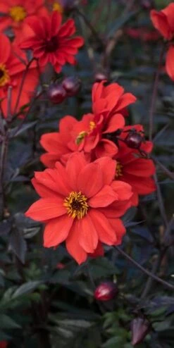 DAHLIA 'Bishop Of Llandaff' -Bloom Haven Herbaceous Perennials Deals Store dahlia bishop of llandaff 232878
