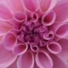 DAHLIA 'Confusion'