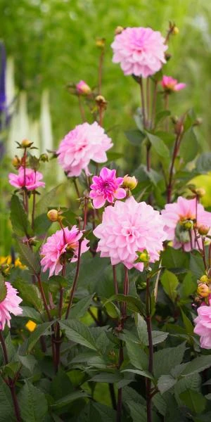 DAHLIA 'Confusion' 2 DAHLIA 'Confusion' - Image 2