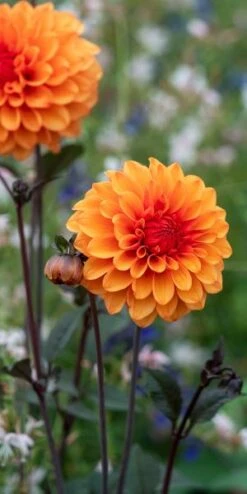 DAHLIA 'David Howard' 4 DAHLIA 'David Howard' -Bloom Haven Herbaceous Perennials Deals Store dahlia david howard