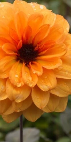 DAHLIA 'David Howard' 5 DAHLIA 'David Howard' -Bloom Haven Herbaceous Perennials Deals Store dahlia david howard 9220049