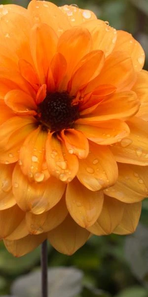 DAHLIA 'David Howard' 3 DAHLIA 'David Howard' - Image 3