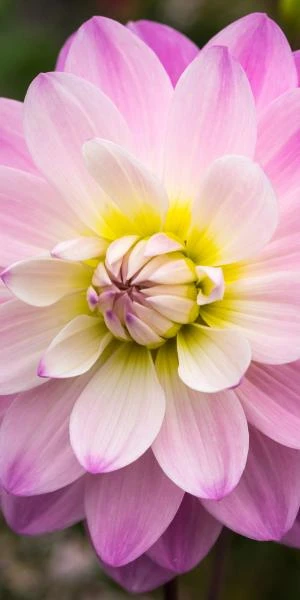 DAHLIA 'Figurine' 2 DAHLIA 'Figurine' - Image 2