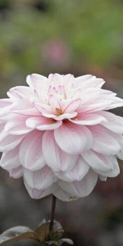 DAHLIA 'Fusion' -Bloom Haven Herbaceous Perennials Deals Store dahlia fusion 2