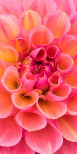 DAHLIA 'Harmari Rose' 5 DAHLIA 'Harmari Rose' -Bloom Haven Herbaceous Perennials Deals Store dahlia harmari rose 5140017