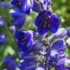 DELPHINIUM Black Knight Group