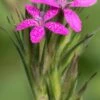 DIANTHUS Armeria