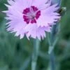 DIANTHUS 'Old Clove'