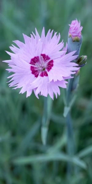 DIANTHUS 'Old Clove' 1 DIANTHUS 'Old Clove'