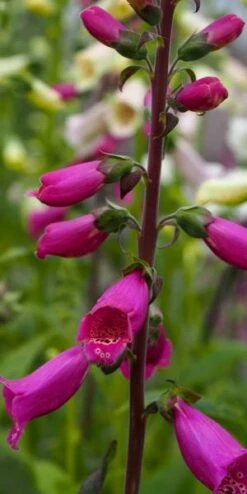 DIGITALIS Purpurea 'Camelot Series'