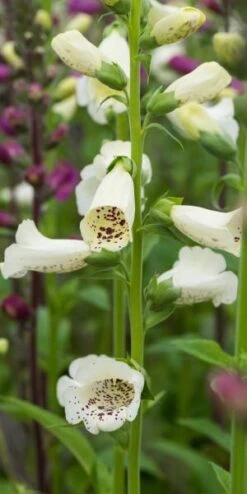 DIGITALIS Purpurea 'Camelot Series' -Bloom Haven Herbaceous Perennials Deals Store digitalis purpurea camelot 6270515