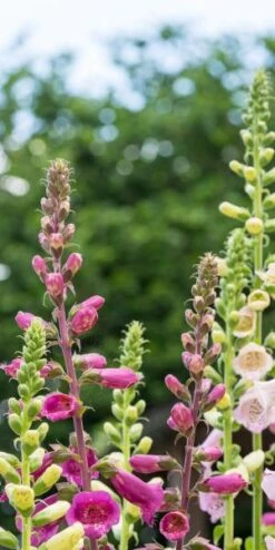 DIGITALIS Purpurea 'Camelot Series' -Bloom Haven Herbaceous Perennials Deals Store digitalis purpurea camelot by sales shed 7010767