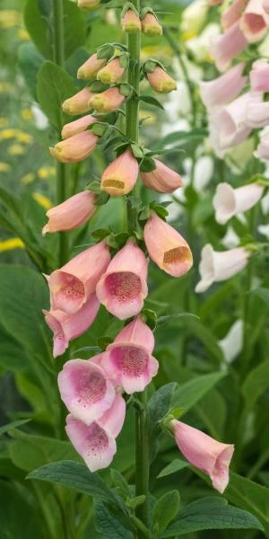 DIGITALIS Purpurea 'Sutton's Apricot' 1 DIGITALIS Purpurea 'Sutton's Apricot'