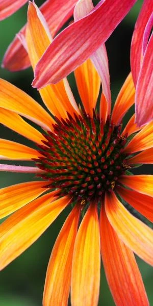 ECHINACEA 'Hot Summer' PBR 1 ECHINACEA 'Hot Summer' PBR