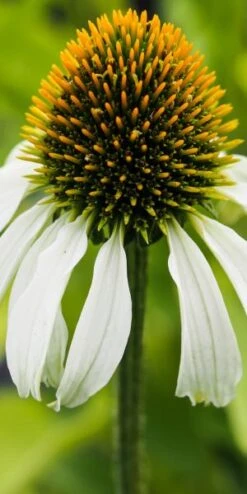 ECHINACEA Purpurea 'Avalanche' (Butterfly Series) PBR