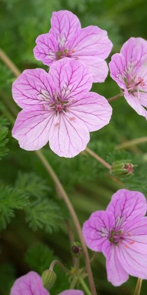 ERODIUM 'County Park' 1 ERODIUM 'County Park'
