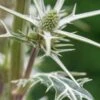 ERYNGIUM Variifolium