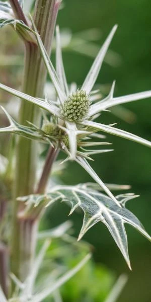 ERYNGIUM Variifolium 1 ERYNGIUM Variifolium