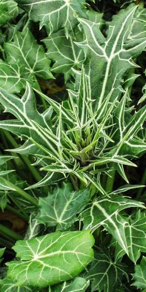 ERYNGIUM Variifolium 2 ERYNGIUM Variifolium - Image 2