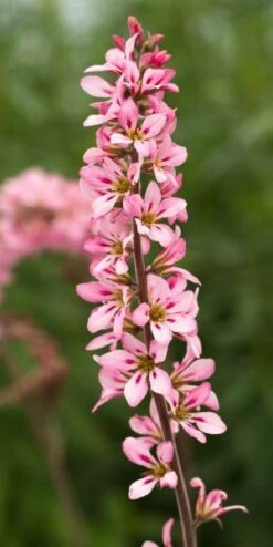 FRANCOA Sonchifolia 'Petite Bouquet'