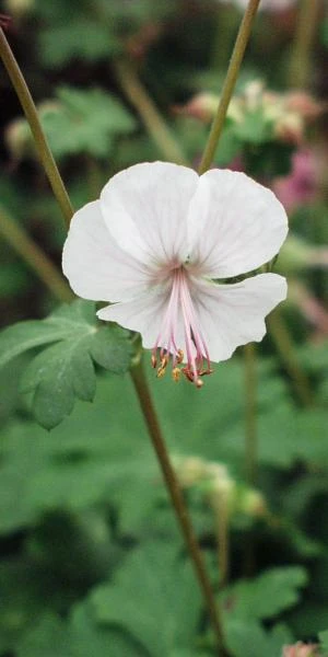 GERANIUM X Cantabrigiense 'Biokovo' 1 GERANIUM X Cantabrigiense 'Biokovo'