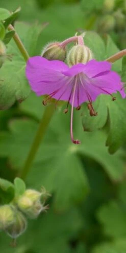 GERANIUM Dalmaticum