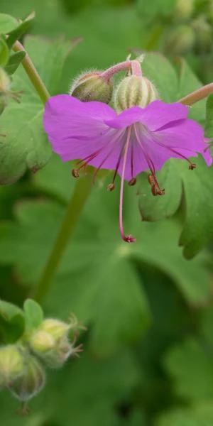 GERANIUM Dalmaticum 1 GERANIUM Dalmaticum