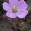 GERANIUM 'Dusky Rose'
