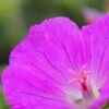 GERANIUM Sanguineum 'Max Frei'