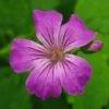 GERANIUM Nodosum