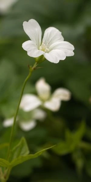 GERANIUM Nodosum 'Silverwood' 1 GERANIUM Nodosum 'Silverwood'