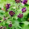 GERANIUM Phaeum 'Joseph Green'