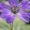 GERANIUM Pyrenaicum 'Isparta'