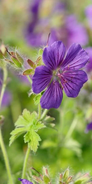 GERANIUM X Magnificum 1 GERANIUM X Magnificum