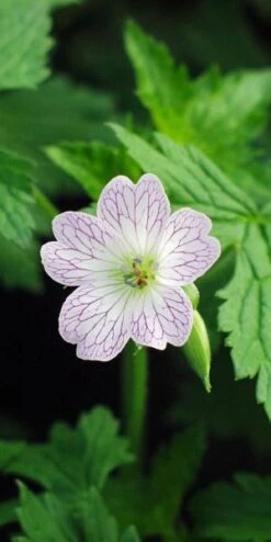 GERANIUM X Oxonianum 'Lace Time'