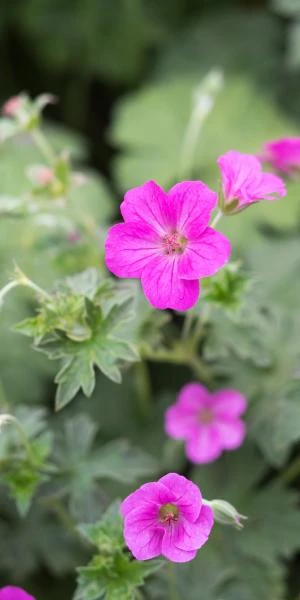 GERANIUM X Riversleaianum 'Russell Prichard' 1 GERANIUM X Riversleaianum 'Russell Prichard'