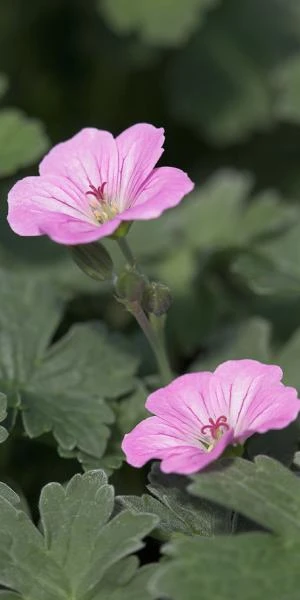 GERANIUM 'Mavis Simpson' 1 GERANIUM 'Mavis Simpson'