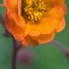 GEUM 'Hannay's