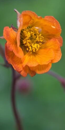 GEUM 'Hannay's