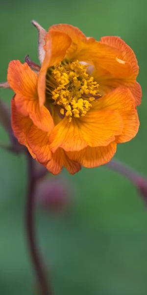 GEUM 'Hannay's 1 GEUM 'Hannay's