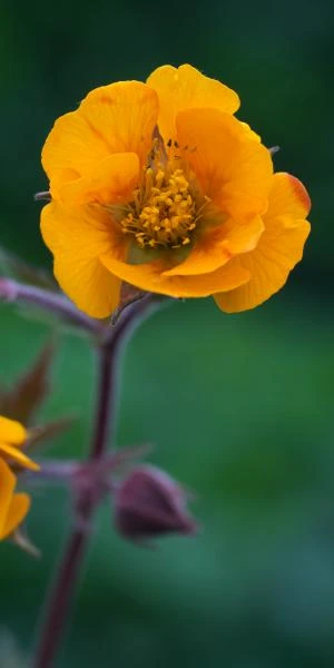 GEUM 'Karlskaer' 1 GEUM 'Karlskaer'