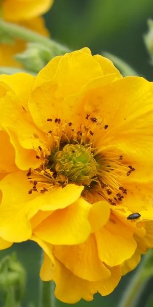 GEUM 'Lady Stratheden' 1 GEUM 'Lady Stratheden'
