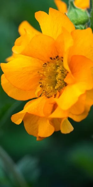GEUM 'Mandarin' 1 GEUM 'Mandarin'