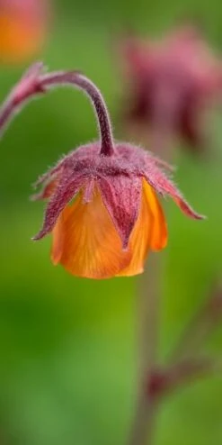 GEUM 'Marmalade'