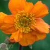 GEUM 'Rearsby Hybrid'