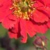 GEUM 'Red Wings'