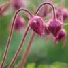 GEUM Triflorum