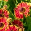 HELENIUM Autumnale 'Bandera'